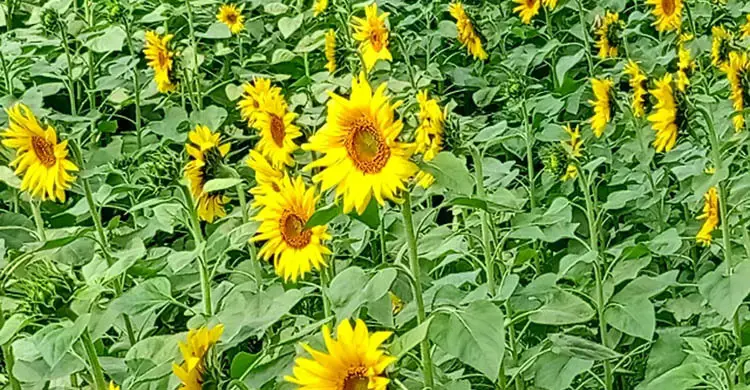 দিনাজপুরে লক্ষ্যমাত্রার চেয়ে বেশি সূর্যমুখীর চাষ